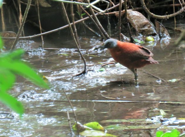 Ruddy Crake © Oliver Komar