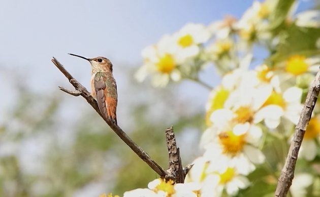 Animalstuffstore Rufous-Hummingbird-female-Triquillo-2022-630x389 How Many Hummers? – 10,000 Birds Bird  