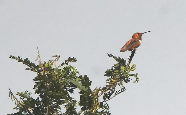 Animalstuffstore Rufous-Hummingbird-male-Triquillo-2022-630x389 How Many Hummers? – 10,000 Birds Bird  