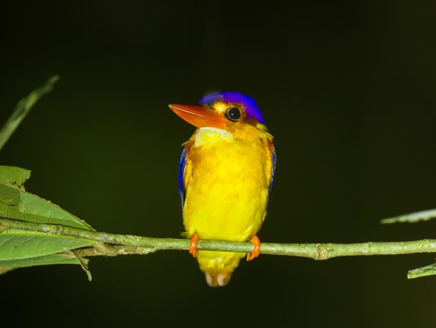 Animalstuffstore Rufous-backed-Kingfisher_DSC5687_Tabin_Jul-13-2023-1-630x475 Birding Tabin, Sabah, Borneo – 10,000 Birds Bird  