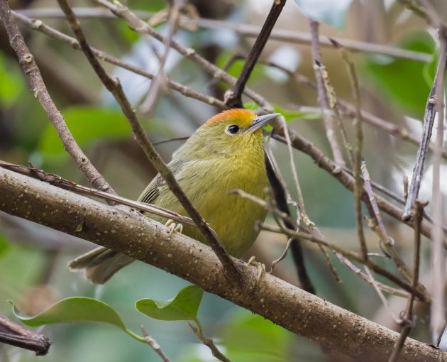 Animalstuffstore Rufous-capped-Babbler_DSC7392_Nonggang-Dec-27-2022-630x510 Birding Nonggang, Guangxi, China – half 2 – 10,000 Birds Bird  