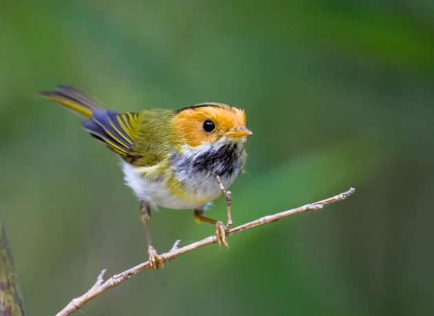 Animalstuffstore Rufous-faced-Warbler_DSC0029_Tongli-Wetland-Park-Apr-10-2023-630x459 Birding Tongli Wetland Park – 10,000 Birds Bird  
