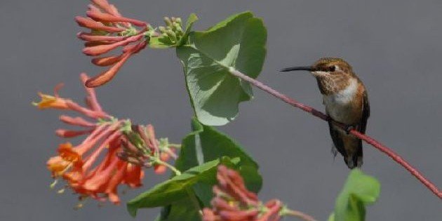 Rufous hummingbird