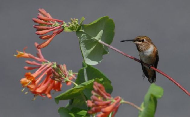 Rufous hummingbird