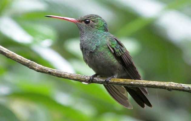 Rufous-tailed-Hummingbird