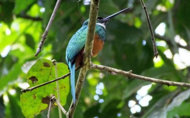 rufous-tailed-jacamar