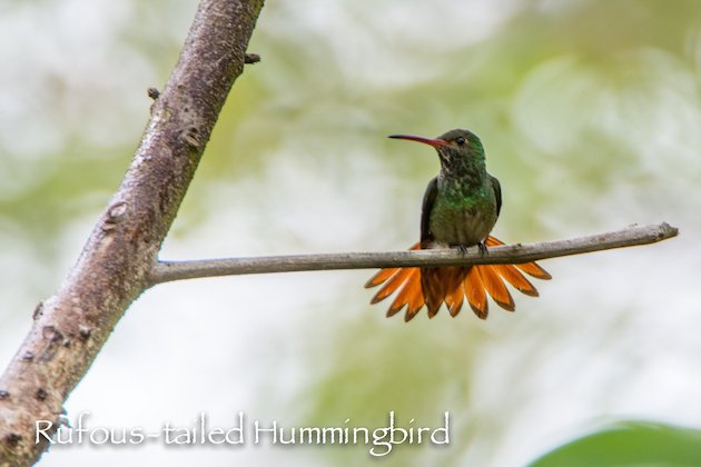 Rufous-tailed Hummingbird