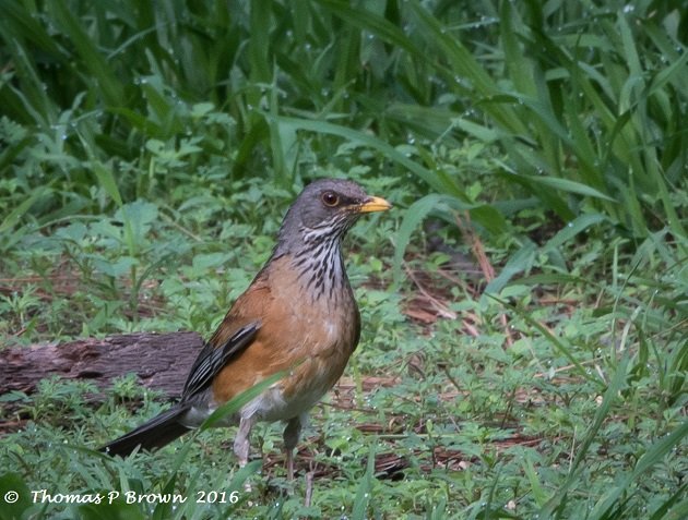 rufus-backed-robin-2