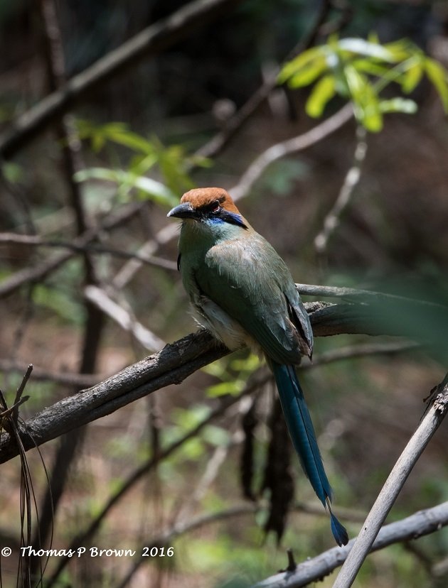 russet-crowned-motmot-2