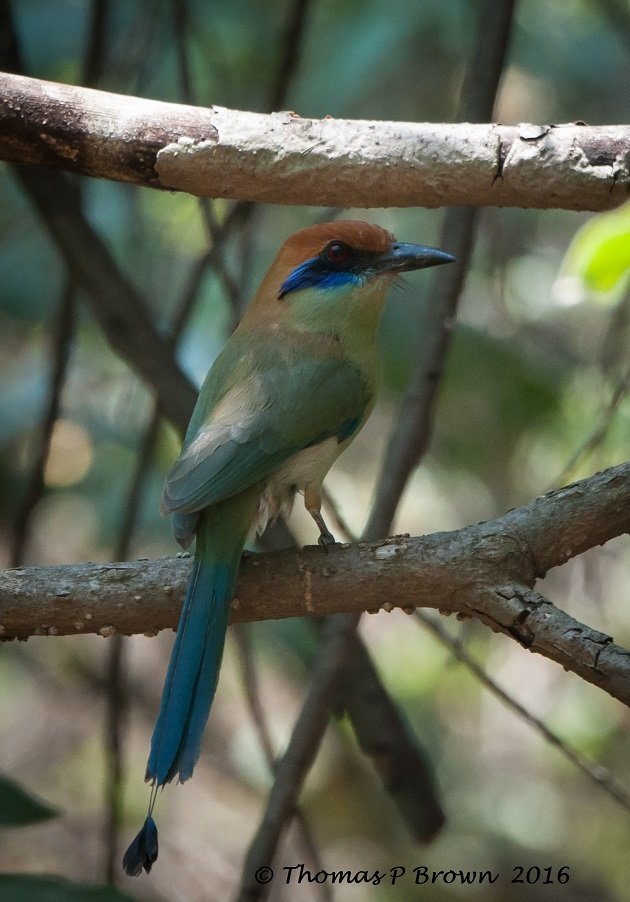 russet-crowned-motmot-3