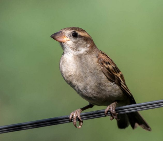 Animalstuffstore Russett-Sparrow_DSC1538-Shennongjia-Aug-2016-1-630x543 Some frequent birds of Shennongjia, China – 10,000 Birds Bird  