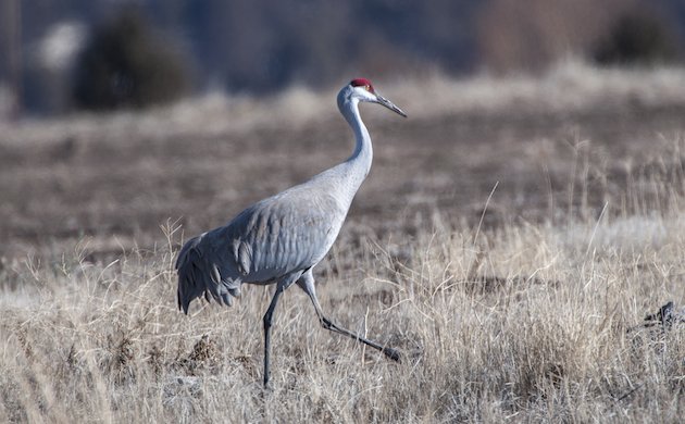 Sandhill Crane at Modoc NWR