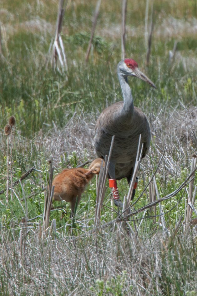 Sandhill Crane with Colt