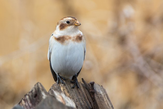 Snow Bunting