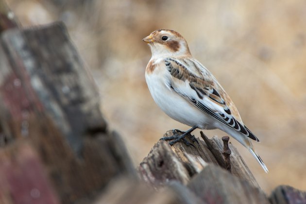 Snow Bunting