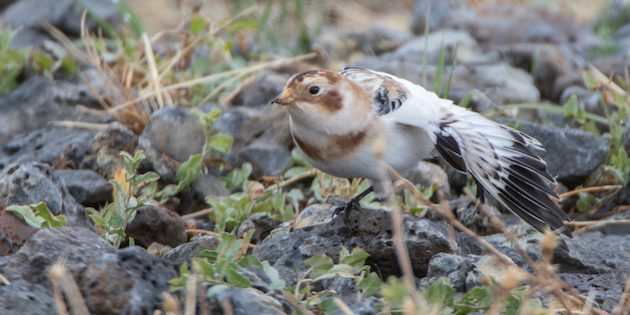 Snow Bunting