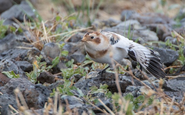 Snow Bunting