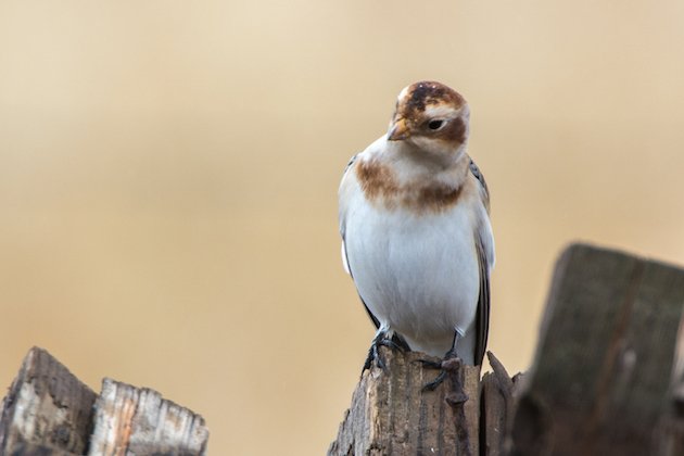 Snow Bunting