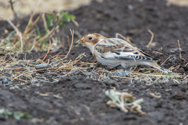 Snow Bunting