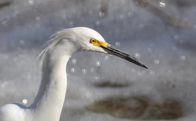 Snowy Egret