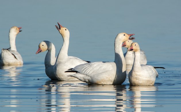 Snow Geese at Sacramento NWR