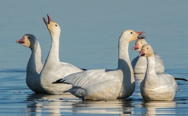 Snow Goose