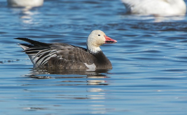 Snow Goose Dark Morph