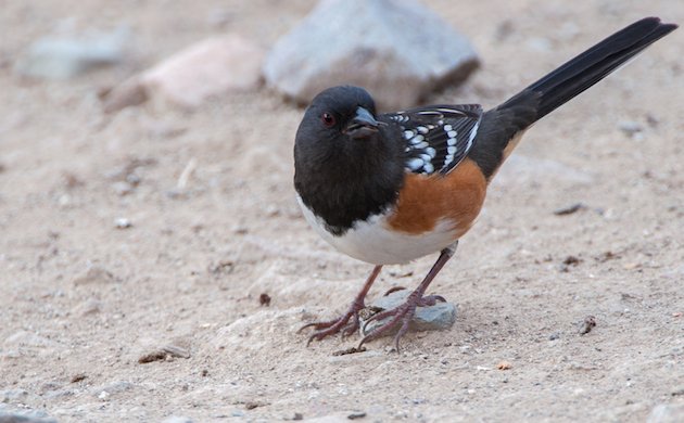 Spotted Towhee