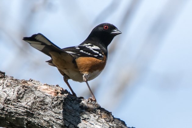 Spotted Towhee Male