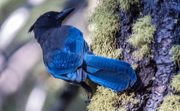 Steller's Jay