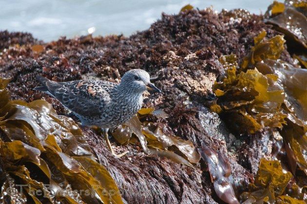 Surfbird