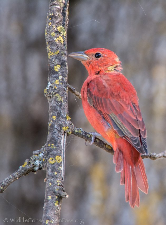 Summer Tanager Male