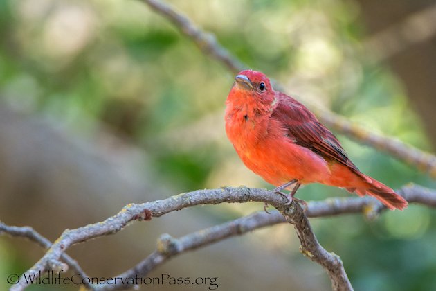 Summer Tanager Male