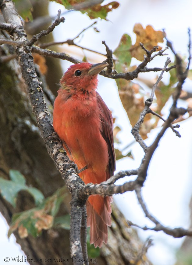 Summer Tanager Male