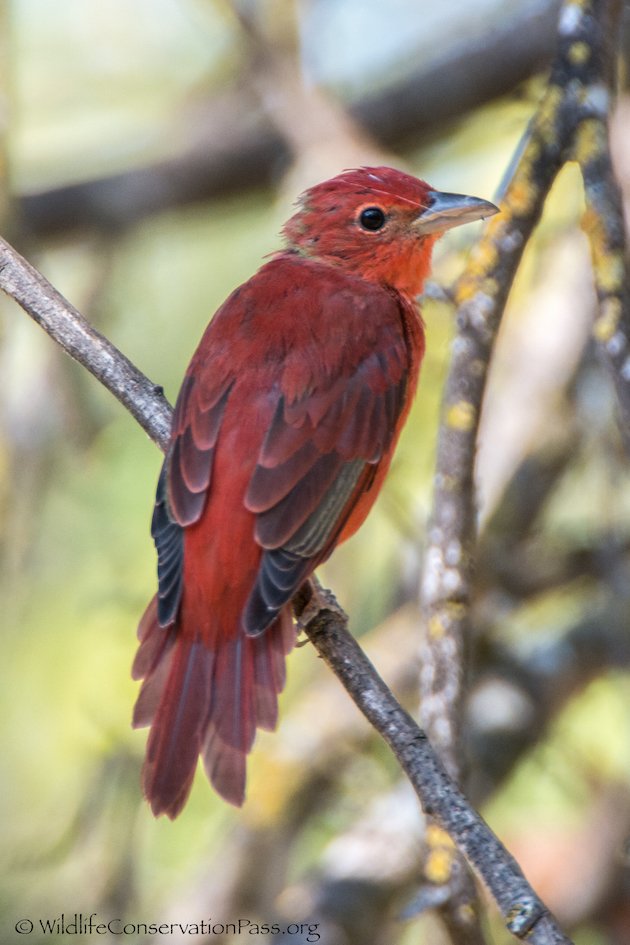 Summer Tanager Male