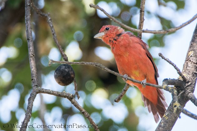 Summer Tanager Male