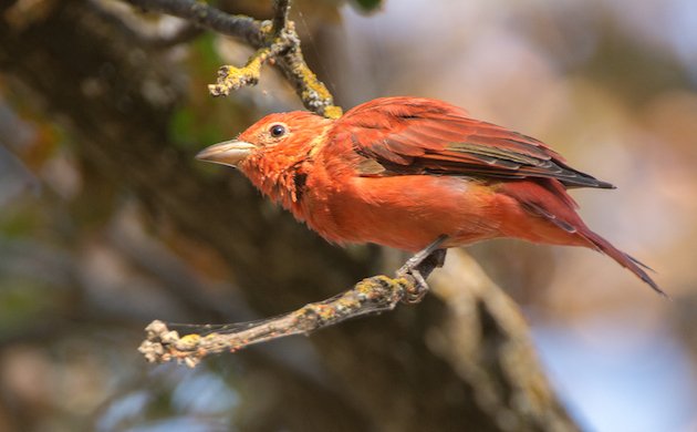 Summer Tanager Male