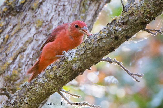 Summer Tanager Male