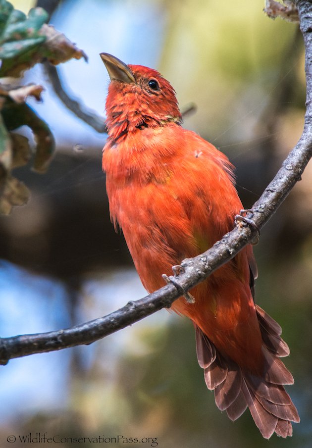 Summer Tanager Male