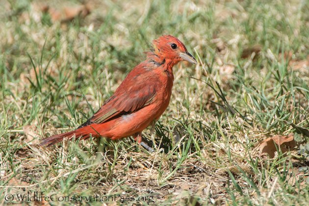 Summer Tanager Male