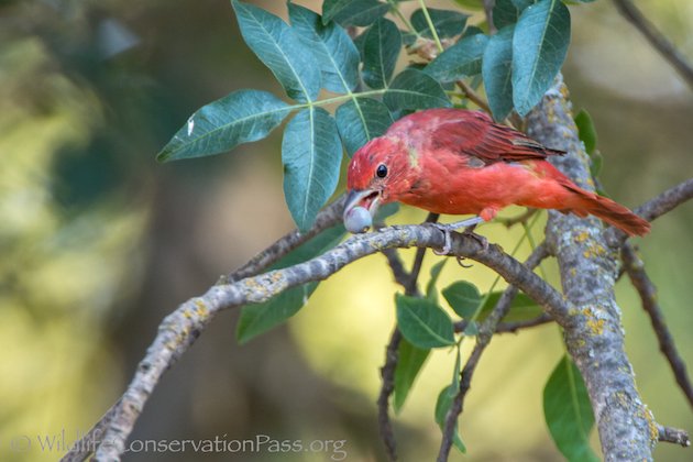 Summer Tanager Male