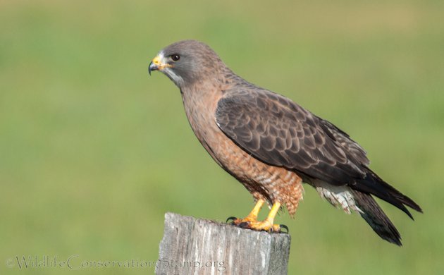 Swainson's Hawk