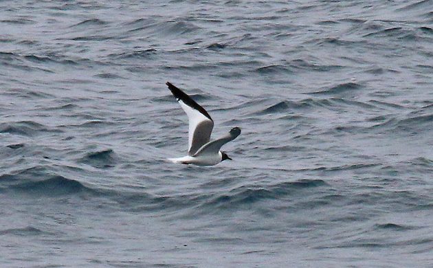 Sabine's Gull