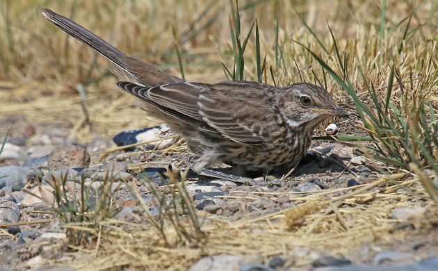 Sage Thrasher