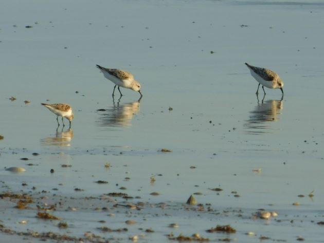 Animalstuffstore Sanderling-and-Red-necked-Stint Marrul season in Broome – 10,000 Birds Bird  