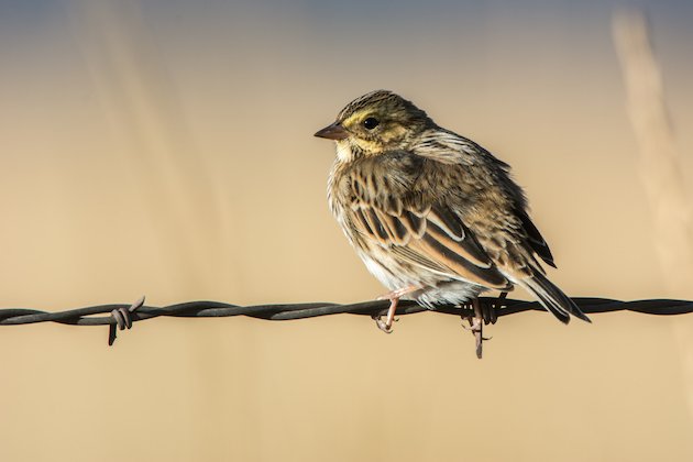 Savannah Sparrow