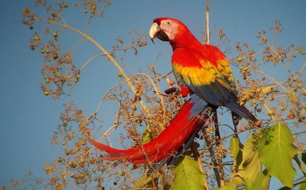 scarlet-macaw