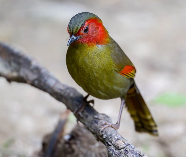Animalstuffstore Scarlet-faced-Liocichla_DSC0338_Napo-Dec-24-2022-630x531 Birding Napo, Guangxi, China – half 1 – 10,000 Birds Bird  