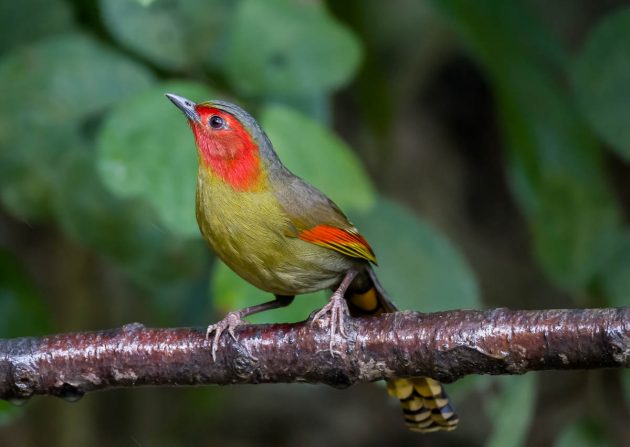 Animalstuffstore Scarlet-faced-Liocichla_DSC0496_Napo-Dec-24-2022-630x447 Birding Napo, Guangxi, China – half 1 – 10,000 Birds Bird  
