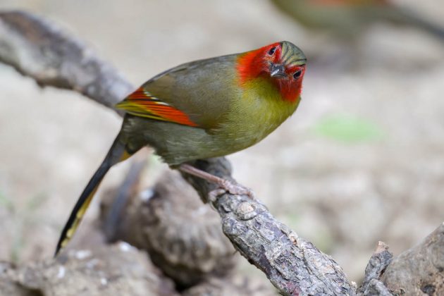 Animalstuffstore Scarlet-faced-Liocichla_DSC0521_Napo-Dec-24-2022-630x420 Birding Napo, Guangxi, China – half 1 – 10,000 Birds Bird  